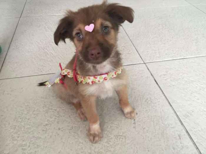 Cachorro ra a SRD idade 2 a 6 meses nome Pituca
