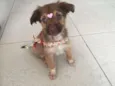 Pituca