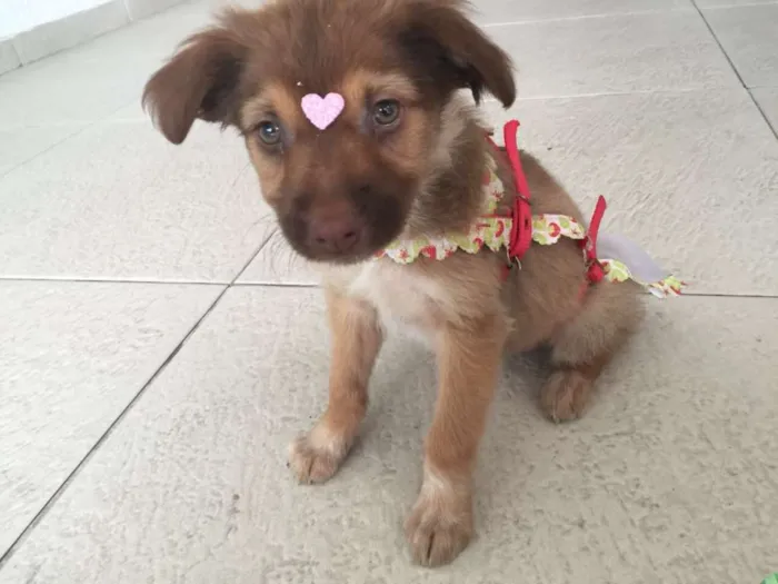 Cachorro ra a SRD idade 2 a 6 meses nome Pituca