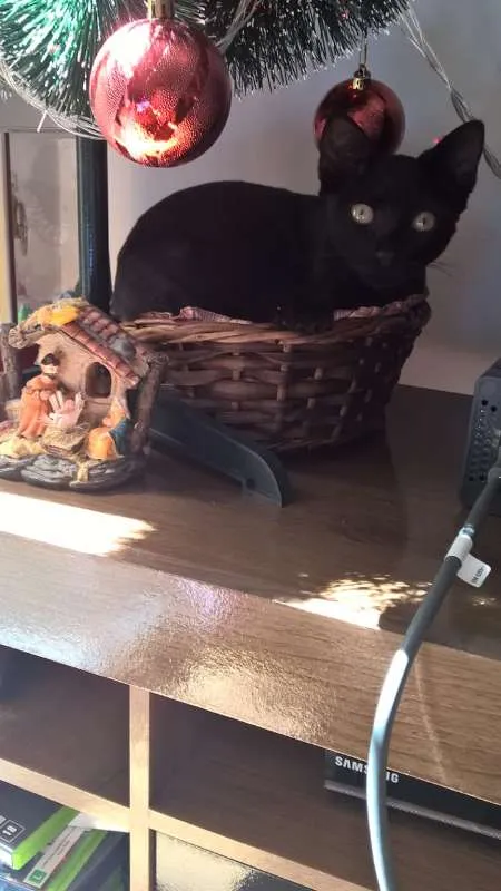 Gato ra a SRD idade 2 a 6 meses nome Sem nome