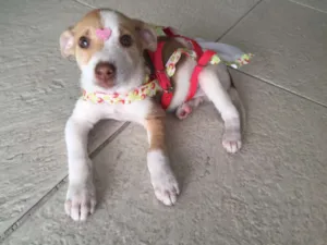 Cachorro raça srd idade 2 a 6 meses nome Mel 