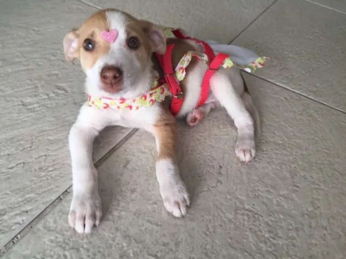 Cachorro ra a srd idade 2 a 6 meses nome Mel 