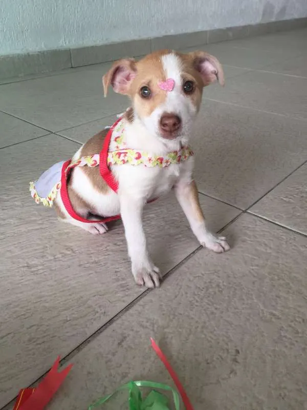 Cachorro ra a srd idade 2 a 6 meses nome Mel 