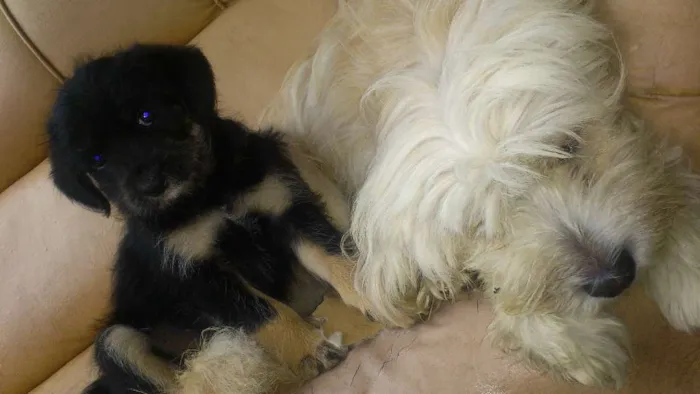Cachorro raça sem pedigree idade Abaixo de 2 meses nome Sem nome