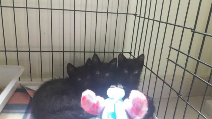 Gato ra a  idade 2 a 6 meses nome Filhotinhos de gato