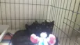 Filhotinhos de gato
