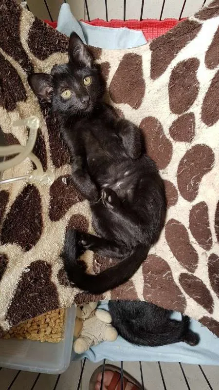 Gato ra a  idade 2 a 6 meses nome Filhotinhos de gato