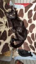 Filhotinhos de gato