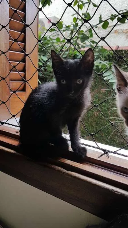 Gato ra a  idade 2 a 6 meses nome Filhotinhos de gato