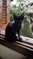 Filhotinhos de gato