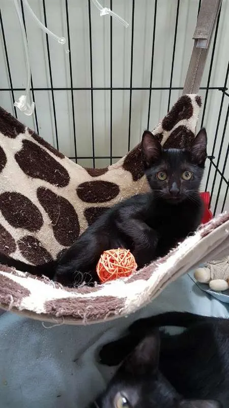 Gato ra a  idade 2 a 6 meses nome Filhotinhos de gato