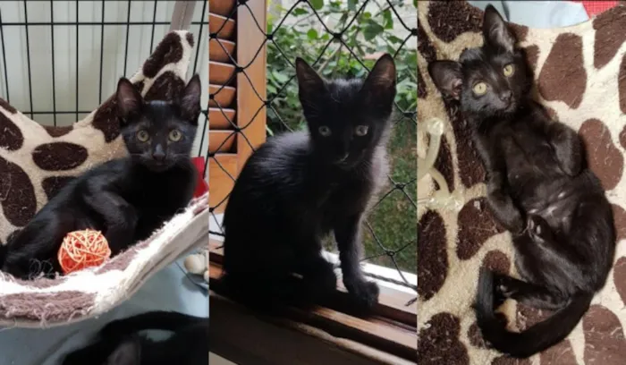 Gato ra a  idade 2 a 6 meses nome Filhotinhos de gato
