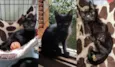 Filhotinhos de gato