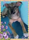 Manu