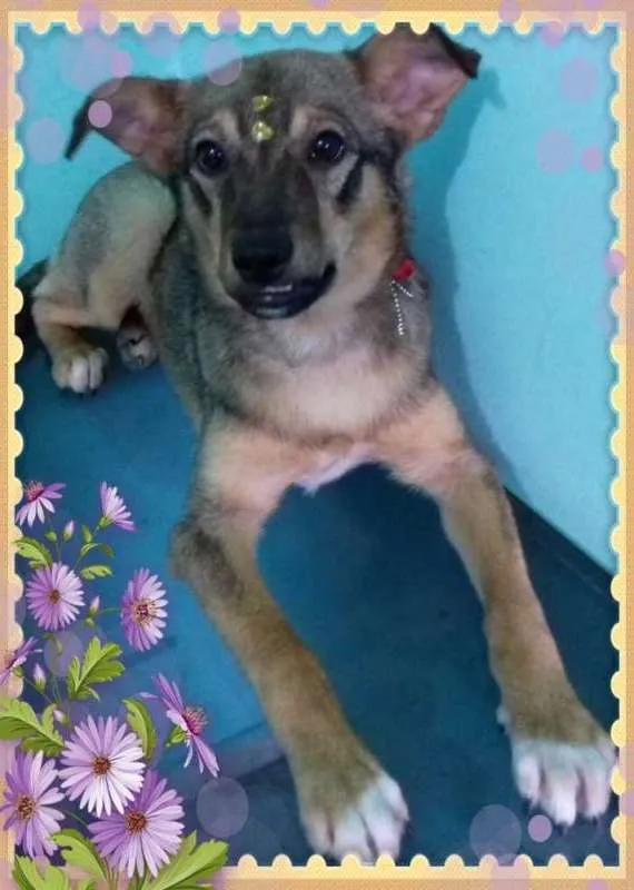 Cachorro ra a srd idade 2 a 6 meses nome Manu