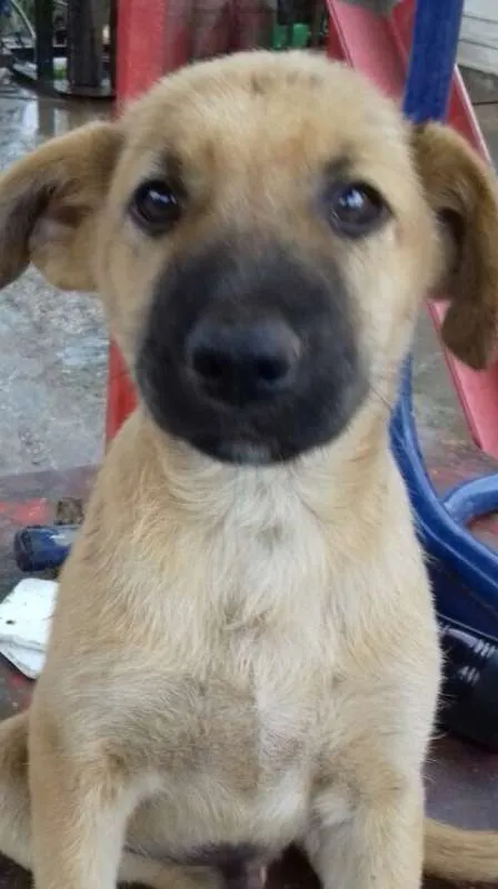 Cachorro raça srd idade 2 a 6 meses nome Pepeu