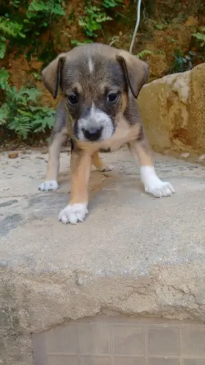 Cachorro raça Vira lata  idade Abaixo de 2 meses nome Filhotes 