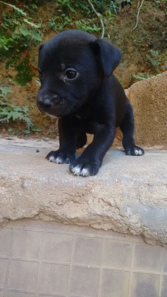 Cachorro ra a Vira lata  idade Abaixo de 2 meses nome Filhotes 