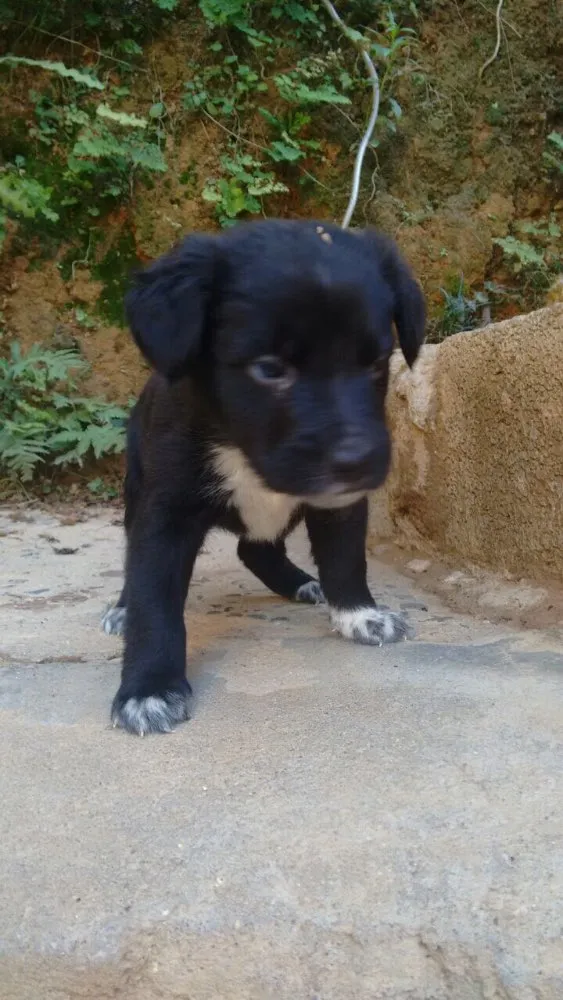 Cachorro ra a Vira lata  idade Abaixo de 2 meses nome Filhotes 