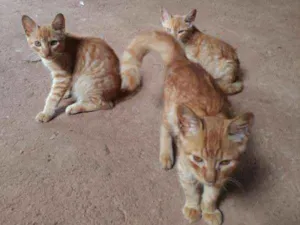 Gato raça MISTA idade 2 a 6 meses nome SEM NOME 