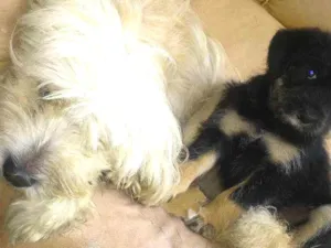 Cachorro raça sem pedigree idade Abaixo de 2 meses nome Sem nome