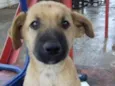 Cachorro raça srd idade 2 a 6 meses nome Pepeu
