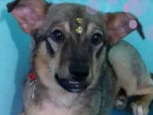 Cachorro raça srd idade 2 a 6 meses nome Manu