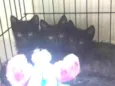 Filhotinhos de gato