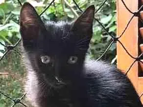 Gato ra a  idade 2 a 6 meses nome Filhotinhos de gato