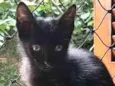 Filhotinhos de gato