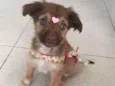 Pituca