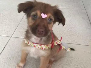 Cachorro raça SRD idade 2 a 6 meses nome Pituca