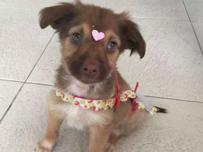 Cachorro ra a SRD idade 2 a 6 meses nome Pituca