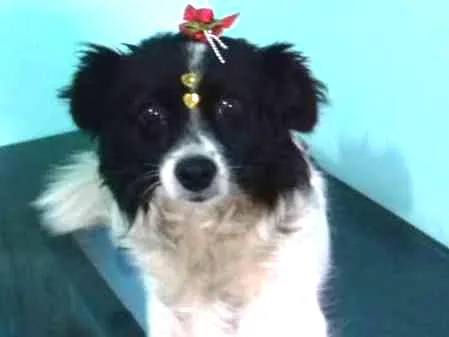 Cachorro ra a SRD idade 2 anos nome SARAH