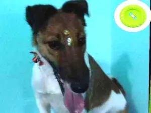 Cachorro raça srd idade 1 ano nome Melissa