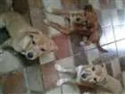 Cachorro raça SRD idade 2 a 6 meses nome Dom, Mel, Luna Lelo