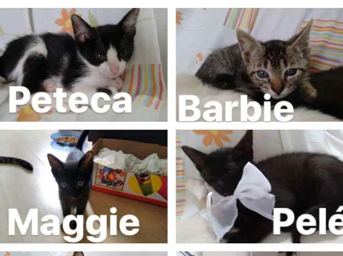 Gato ra a SRD idade 2 a 6 meses nome PETECA,BARBIE,MAGGIE