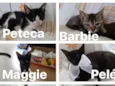 PETECA,BARBIE,MAGGIE