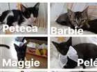 Gato raça SRD idade 2 a 6 meses nome PETECA,BARBIE,MAGGIE
