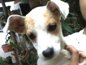 Cachorro raça Vira-lata idade 2 a 6 meses nome Branquinha