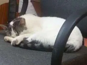 Gato raça srd idade 3 anos nome Aquiles