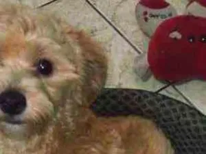 Cachorro raça Yorkshire com Poodle  idade 2 a 6 meses nome Moana 