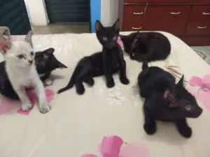 Gato raça  idade Abaixo de 2 meses nome vários