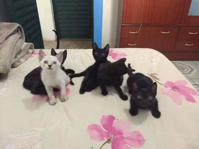 Gato ra a  idade Abaixo de 2 meses nome vários