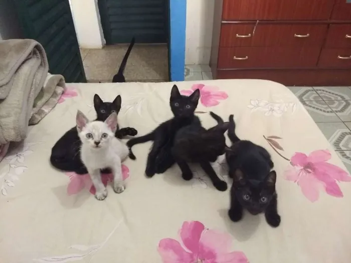 Gato ra a  idade Abaixo de 2 meses nome vários