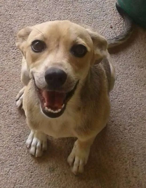 Cachorro raça SRD idade 2 a 6 meses nome Dickens