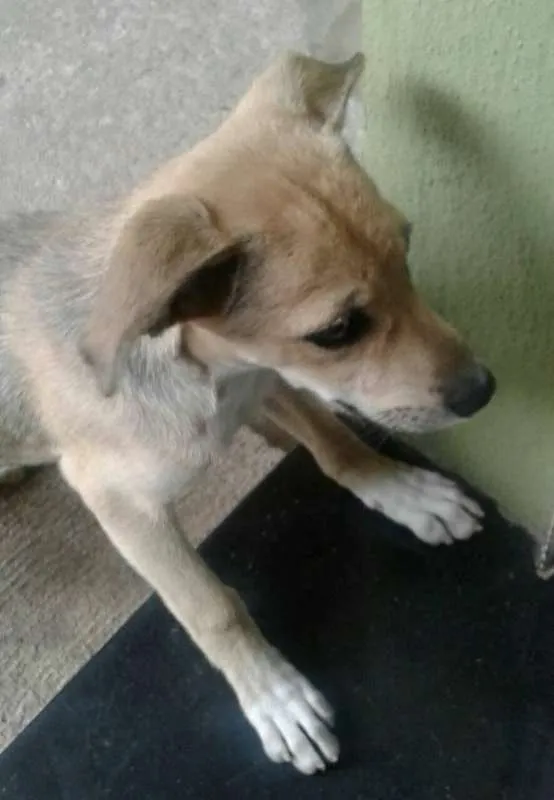 Cachorro raça SRD idade 2 a 6 meses nome Dickens