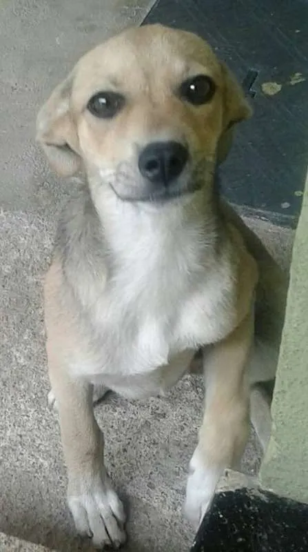 Cachorro raça SRD idade 2 a 6 meses nome Dickens