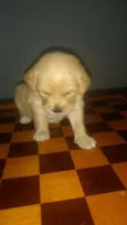 Filhotes