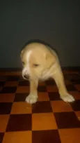 Filhotes